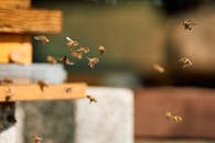 Close-Up of Honeybees in Flight Near Hive