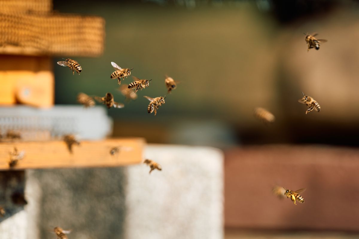 Bee d'Amazon : l'IA qui écoute vos conversations au quotidien