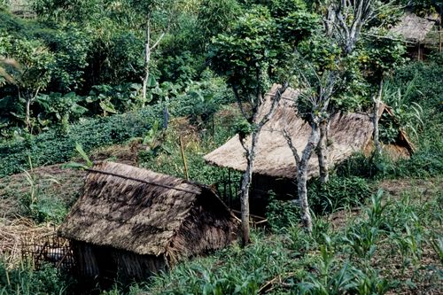 Free Authentic thatched huts nestled in the tropical greenery of Indonesia, showcasing traditional rural architecture. Stock Photo