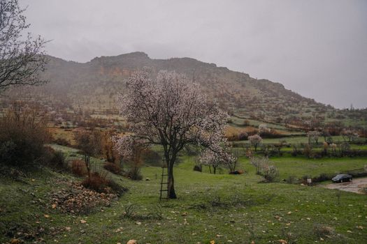 Serene spring landscape with a blossoming tree against misty hills. Captures the essence of natural beauty.
