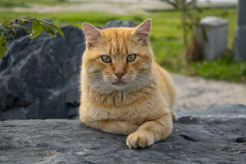 Free A ginger tabby cat lying on a rock in a garden setting with greenery. Stock Photo