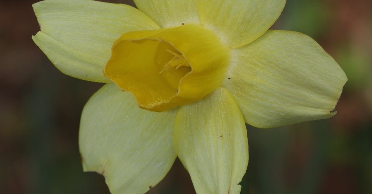 Free stock photo of #dafodil #spring, #flower