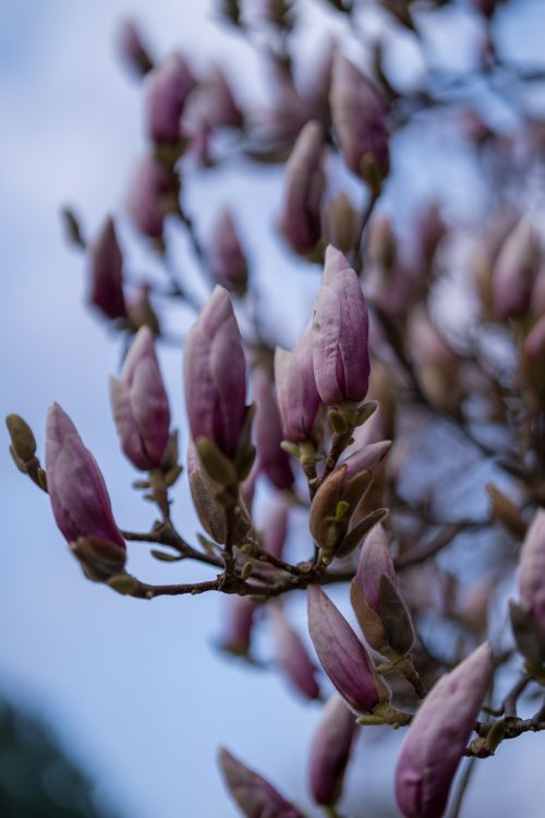 Free Close-up shot of vibrant pink magnolia buds preparing to bloom in spring, showcasing nature's delicate beauty. Stock Photo