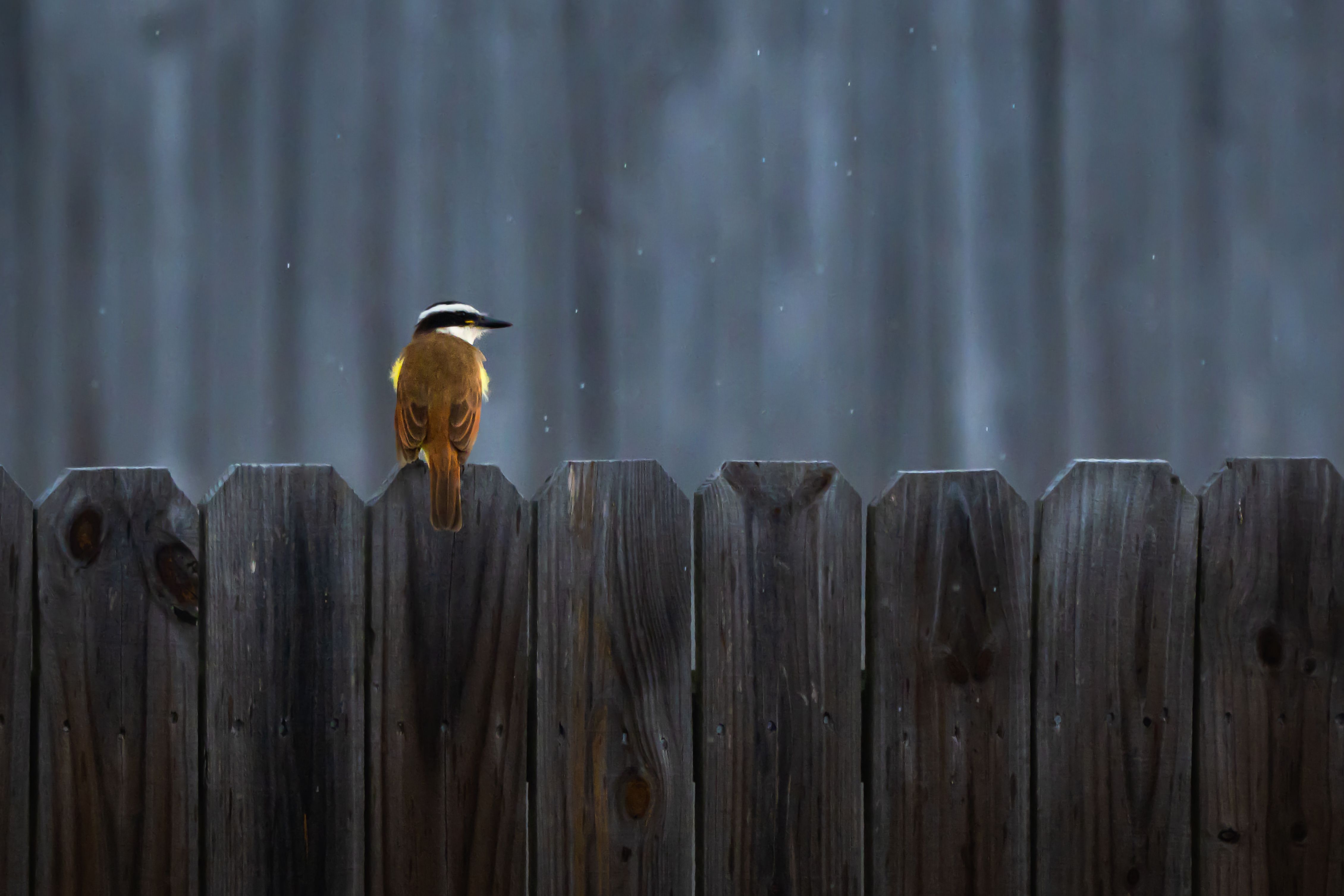 Birdneighbors