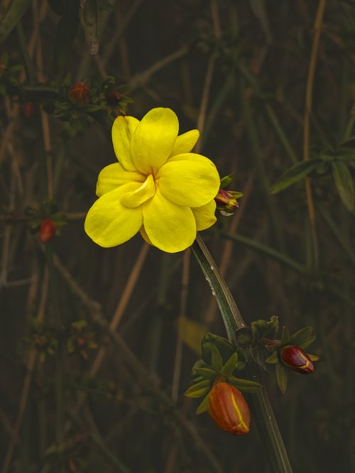 Free Close-up of a vivid yellow Jasminum flower with dark foliage background in Kahta, Türkiye. Stock Photo
