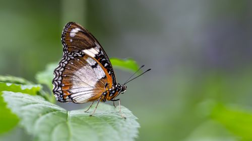 Free A detailed close-up of a brown butterfly perched on a green leaf in a natural setting. Stock Photo