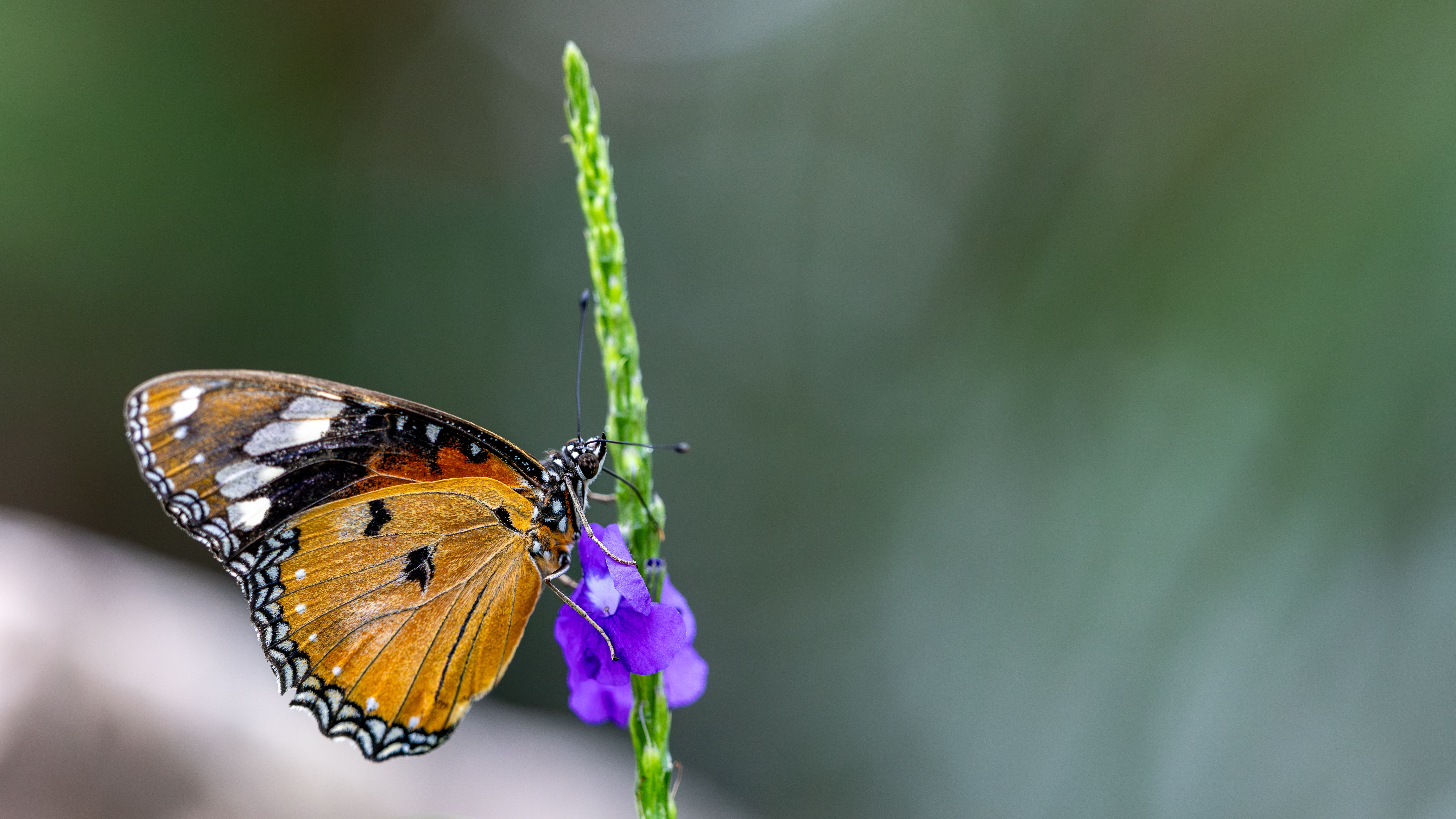 Beautiful Monarch Butterfly on Purple Flower · Free Stock Photo