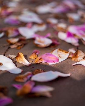 Vibrant pink and white flower petals scattered on a pavement, capturing a serene and natural composition.