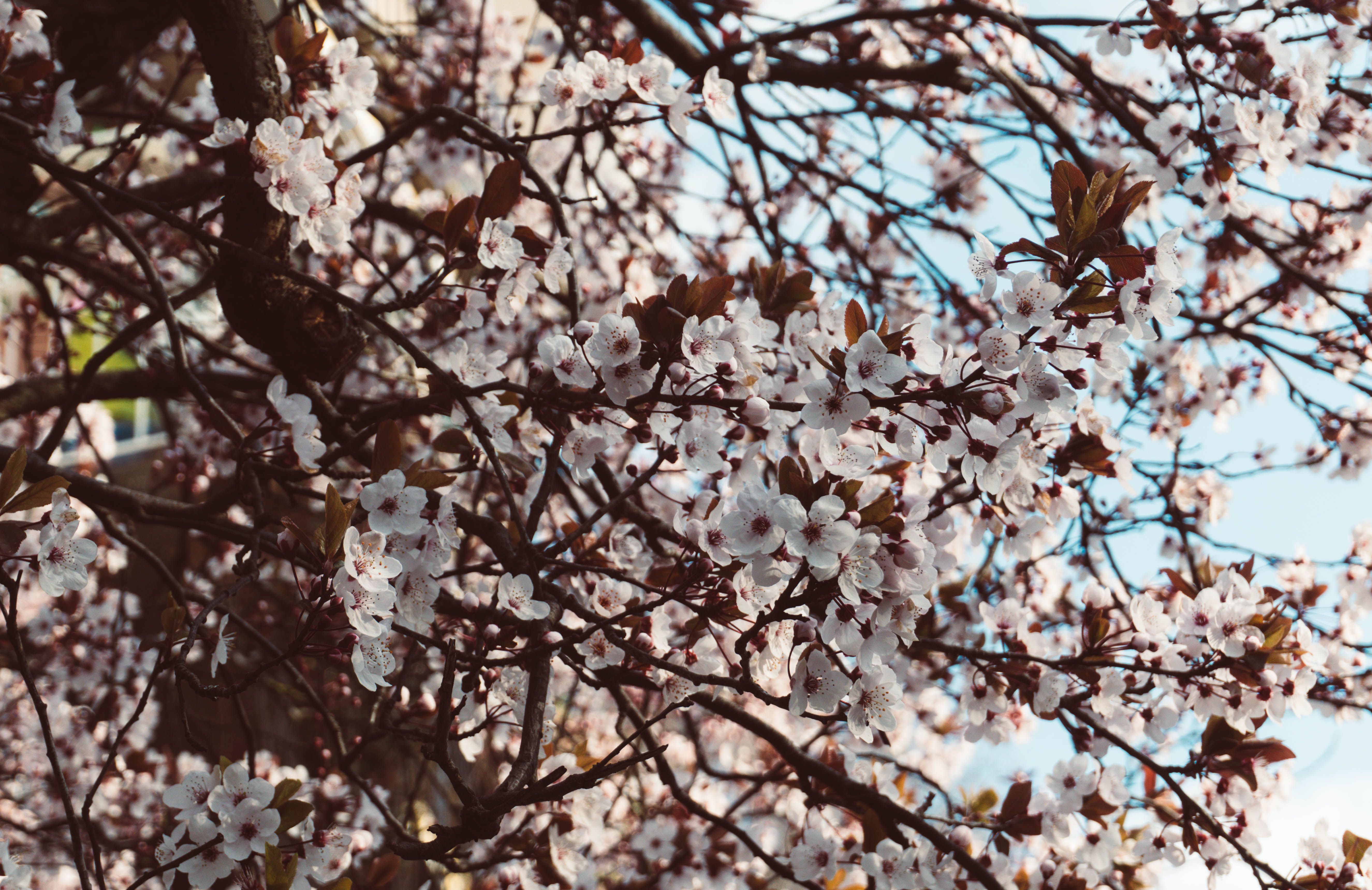 cherry-blossom-in-springtime-bern-switzerland-free-stock-photo