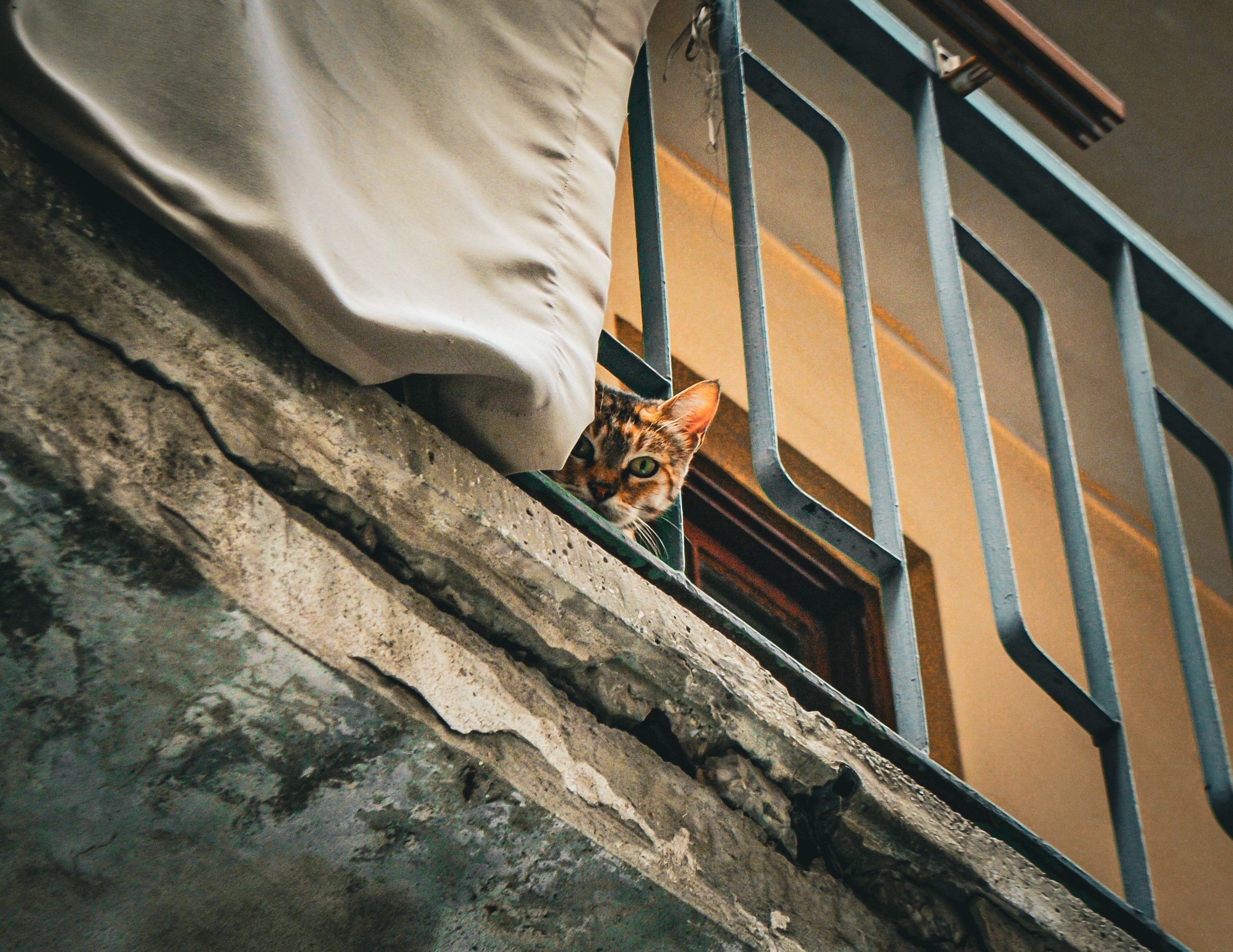 A curious cat looking out a high-rise apartment window at the city skyline - apartments that allow pets near me