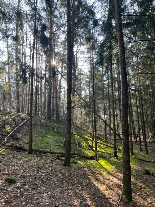 Free A serene forest scene with sunlight filtering through trees in Germany. Stock Photo
