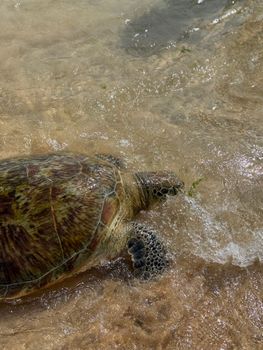 A sea turtle gracefully makes its way from the sandy beach back into the ocean waters.