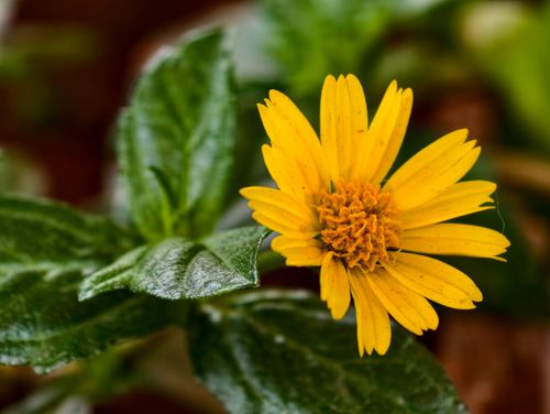 Free Vibrant yellow daisy blossom surrounded by lush green leaves in natural setting. Stock Photo