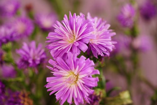 Free Close-up of vibrant purple asters in bloom, showcasing their vivid colors and detailed textures. Stock Photo