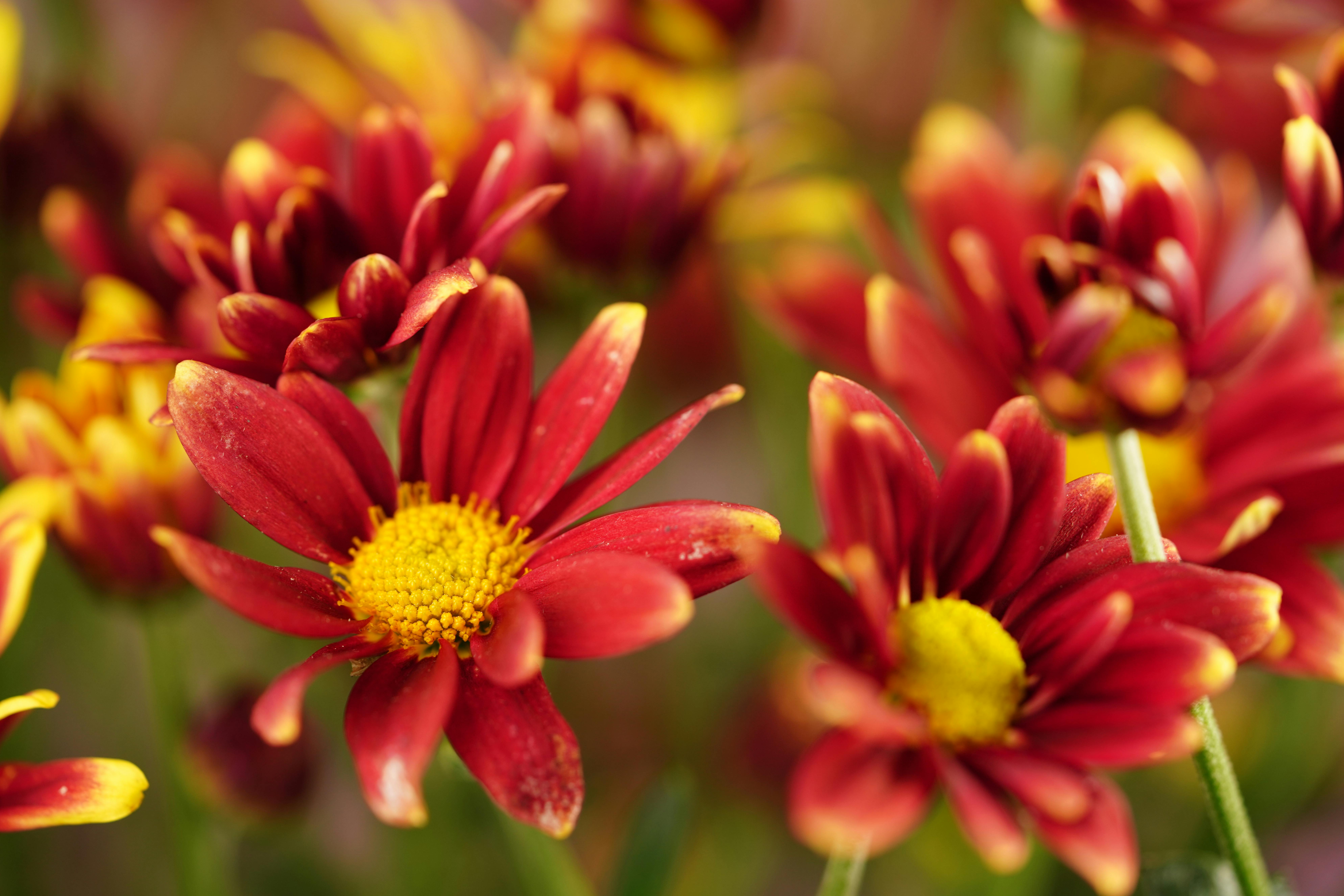 [ColoSach]-beautiful-close-up-of-red-chrysanthemums-with-yellow-centers,-showcasing-their-vibrant-colors-and-petal-details.