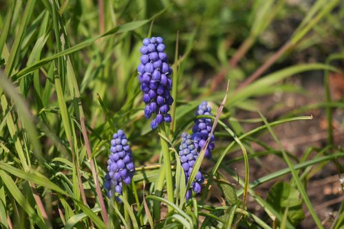 Free Close-up of vibrant grape hyacinths in natural outdoor setting with fresh green leaves. Stock Photo