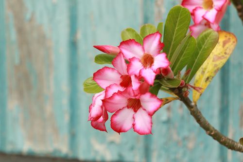 Free Beautiful pink desert rose (Adenium obesum) against a rustic, weathered background. Stock Photo