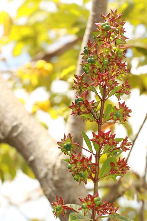 Free Close-up of a vibrant flowering plant with red bracts and green berries in a sunlit garden. Stock Photo