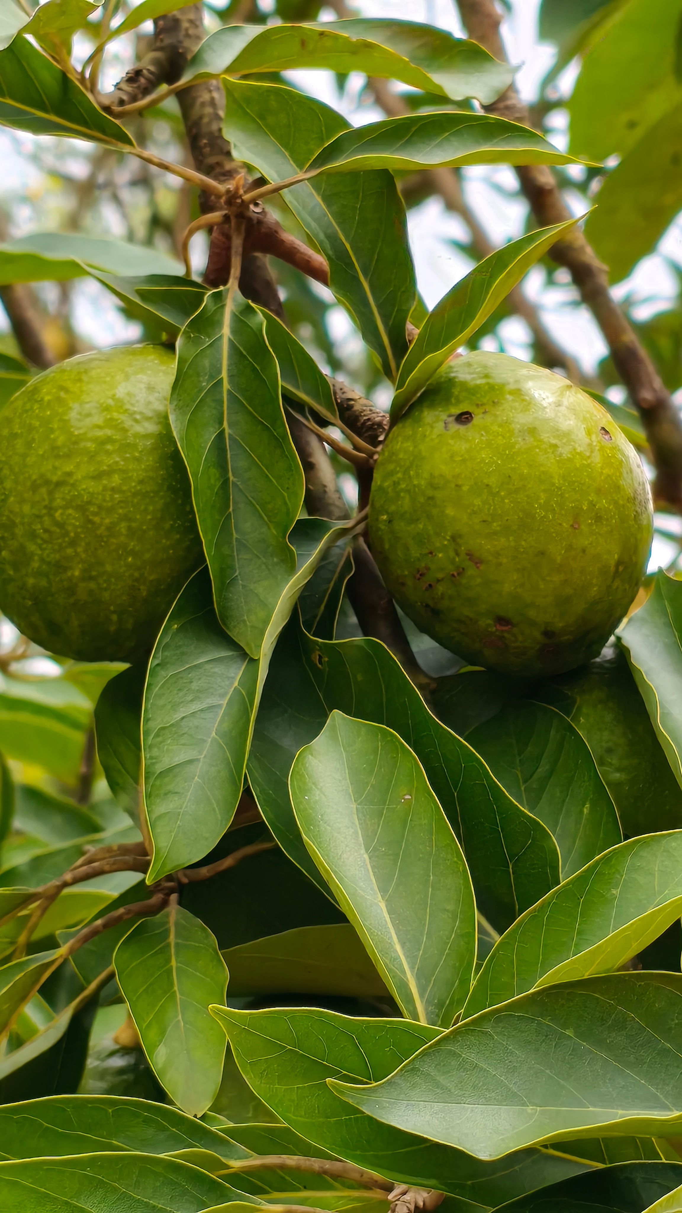Detailed view of green fruits hanging on a tree amidst lush green leaves outdoors.