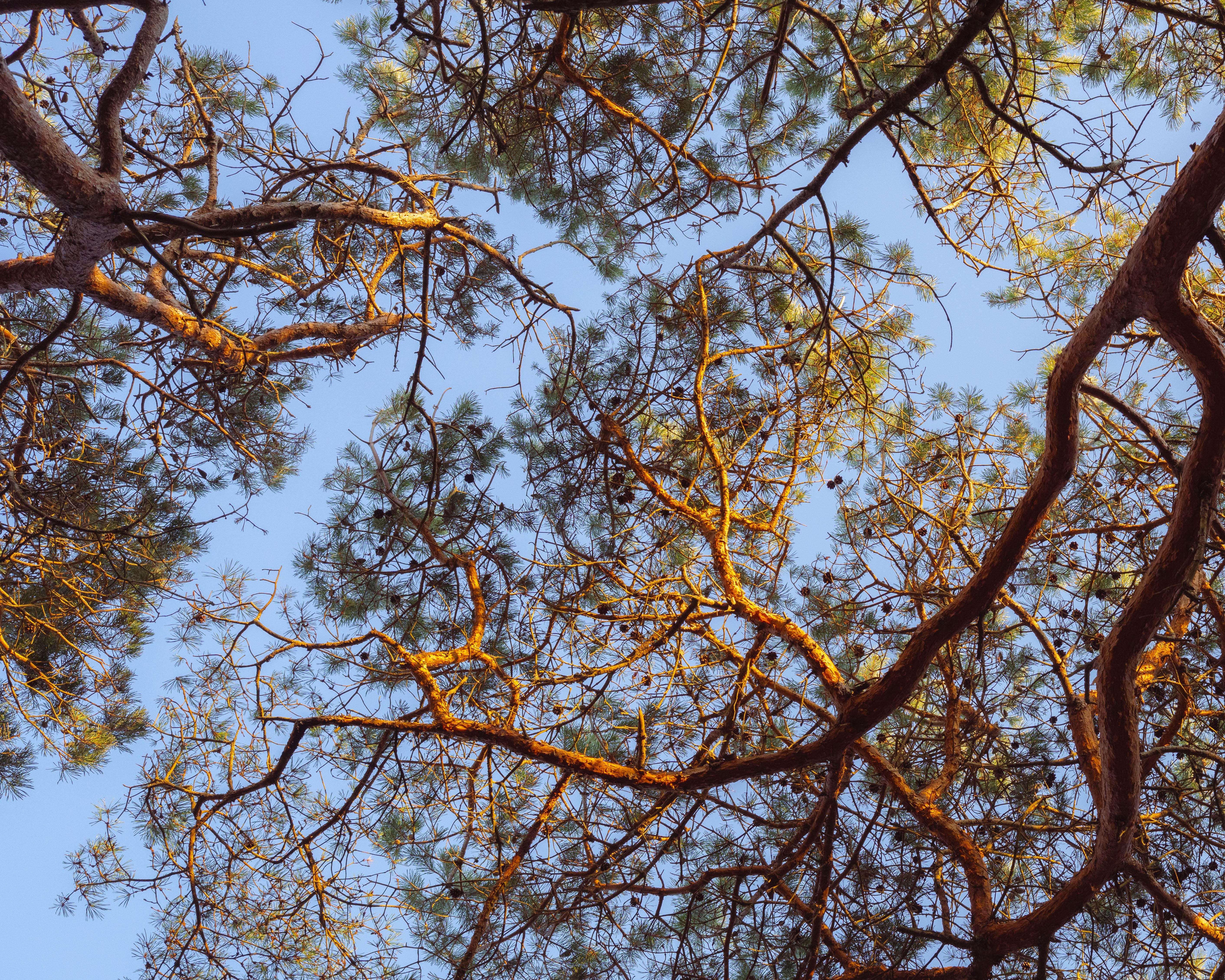Ramo de árvores ao entardecer