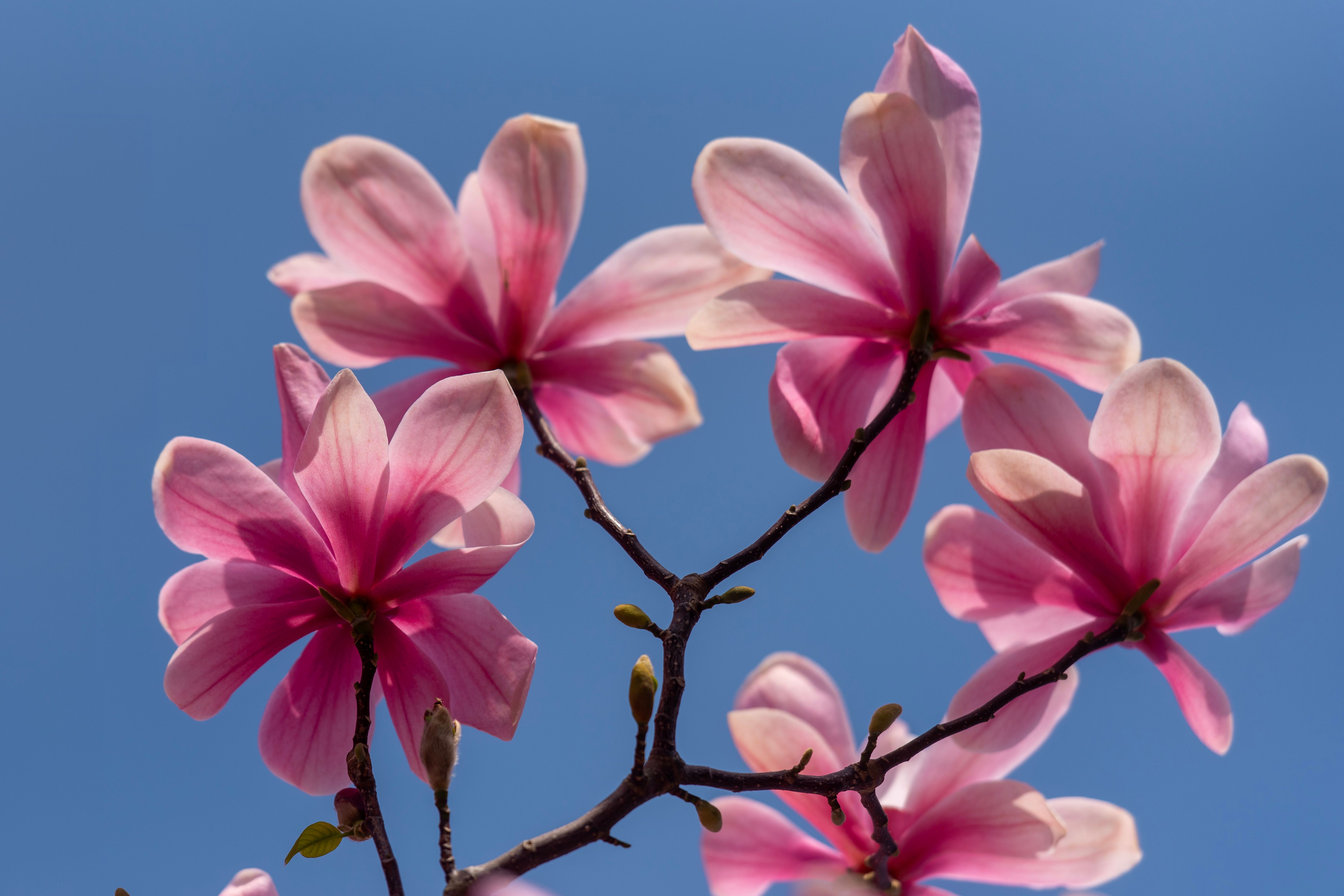 Beautiful Pink Magnolia Blossoms in Spring · Free Stock Photo