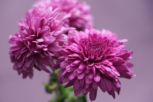 Free Close-up of vibrant purple chrysanthemums with soft lighting and a blurred background. Stock Photo