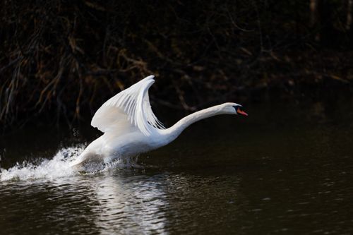 Free A swan gracefully takes off from a calm body of water with outstretched wings. Stock Photo