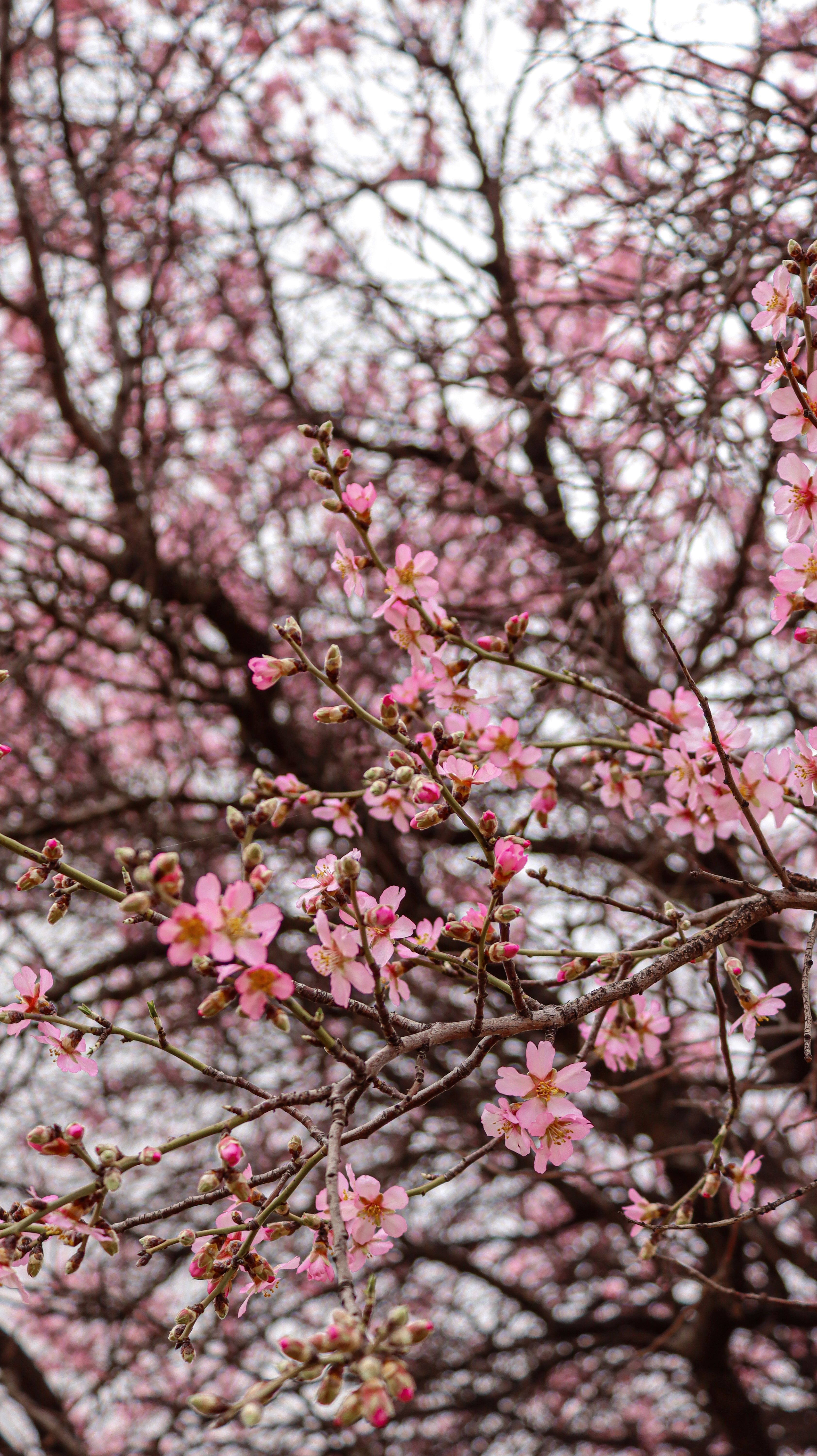 Beautiful Cherry Blossom Tree in Full Bloom · Free Stock Photo