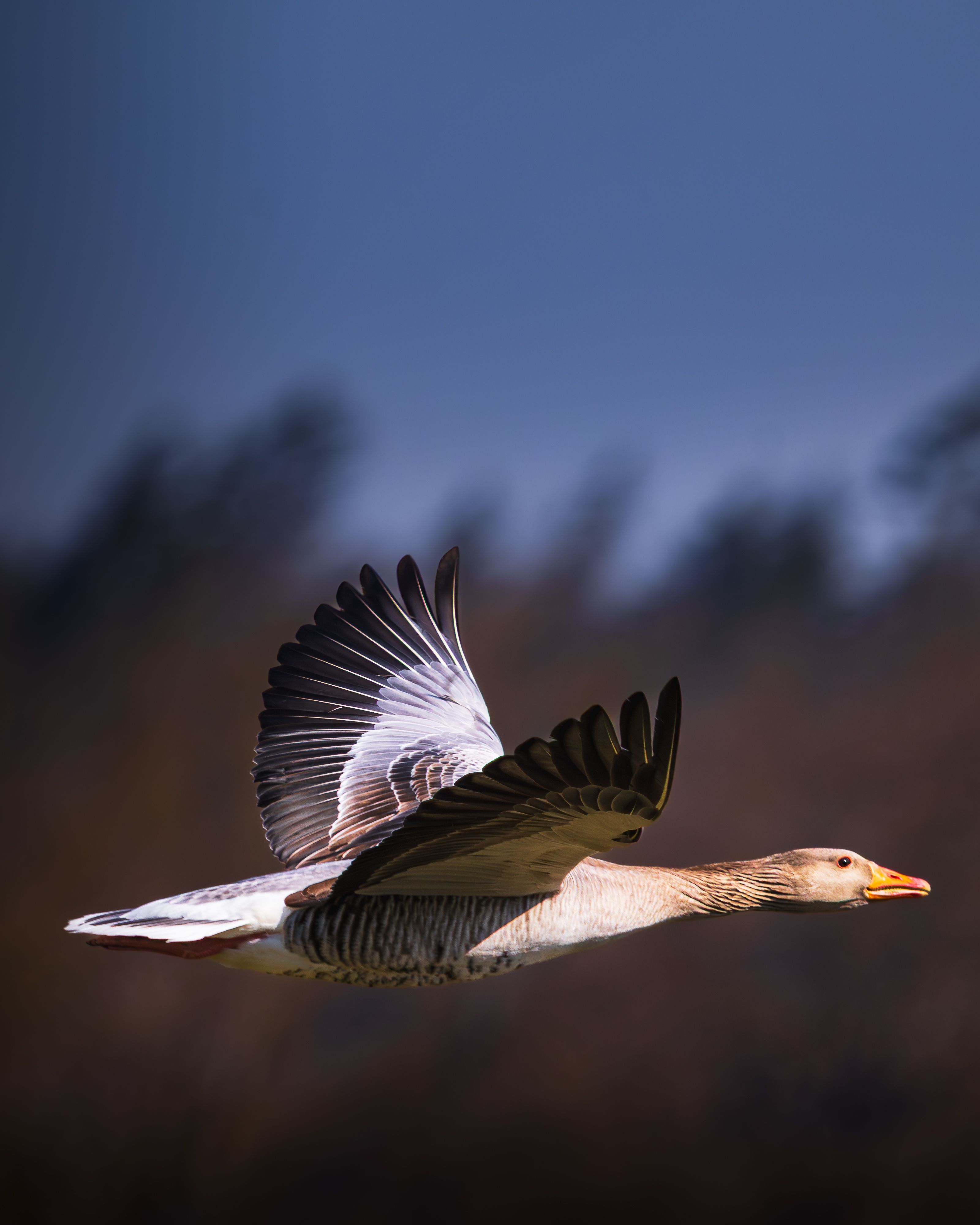 Greylag Goose in Flight Over Bavaria · Free Stock Photo