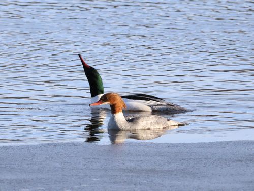 Free A pair of Common Mergansers swimming on a calm lake surface with clear reflections. Stock Photo
