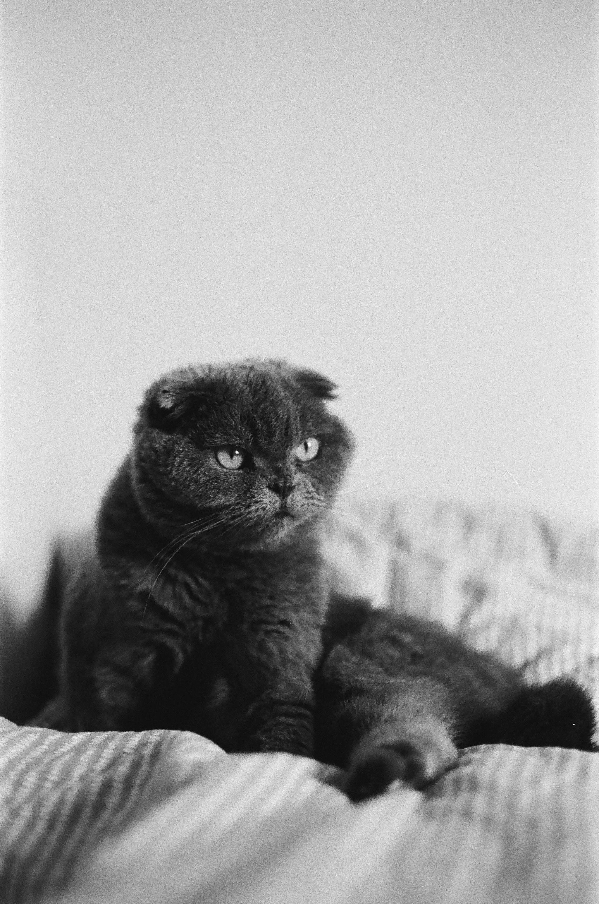 A serene black and white photo of a Scottish Fold cat lying on a bed.