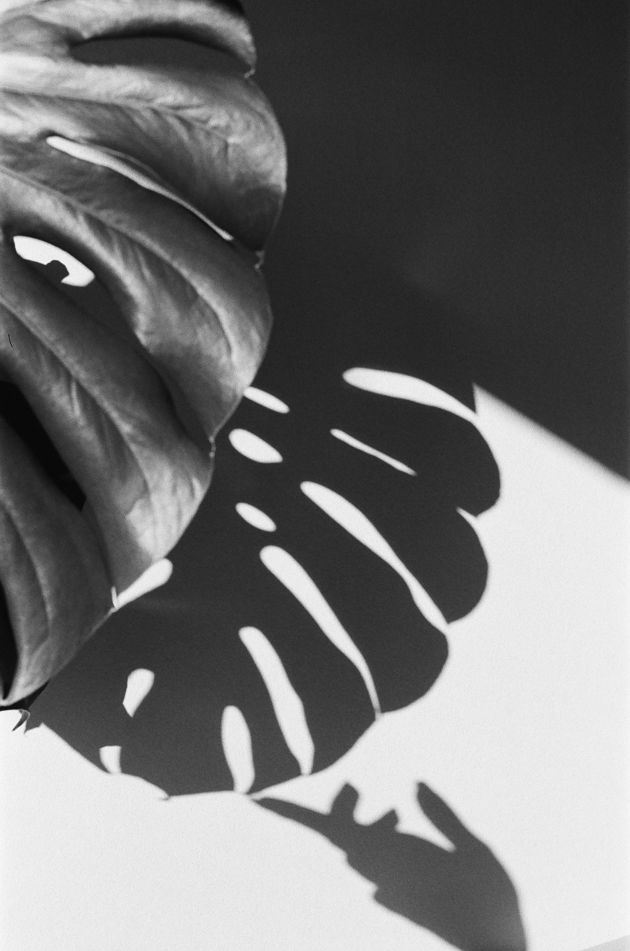 Black and white image of a Monstera leaf casting an artistic shadow.