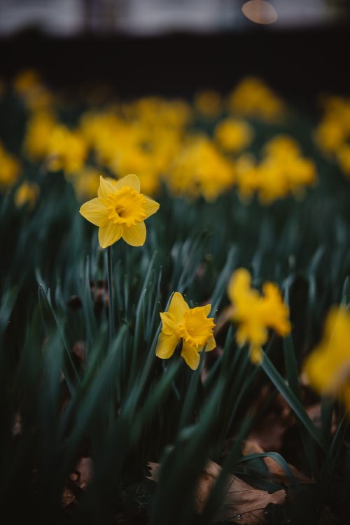 Free Beautiful close-up of yellow daffodils blooming with dark background, perfect for spring themes. Stock Photo
