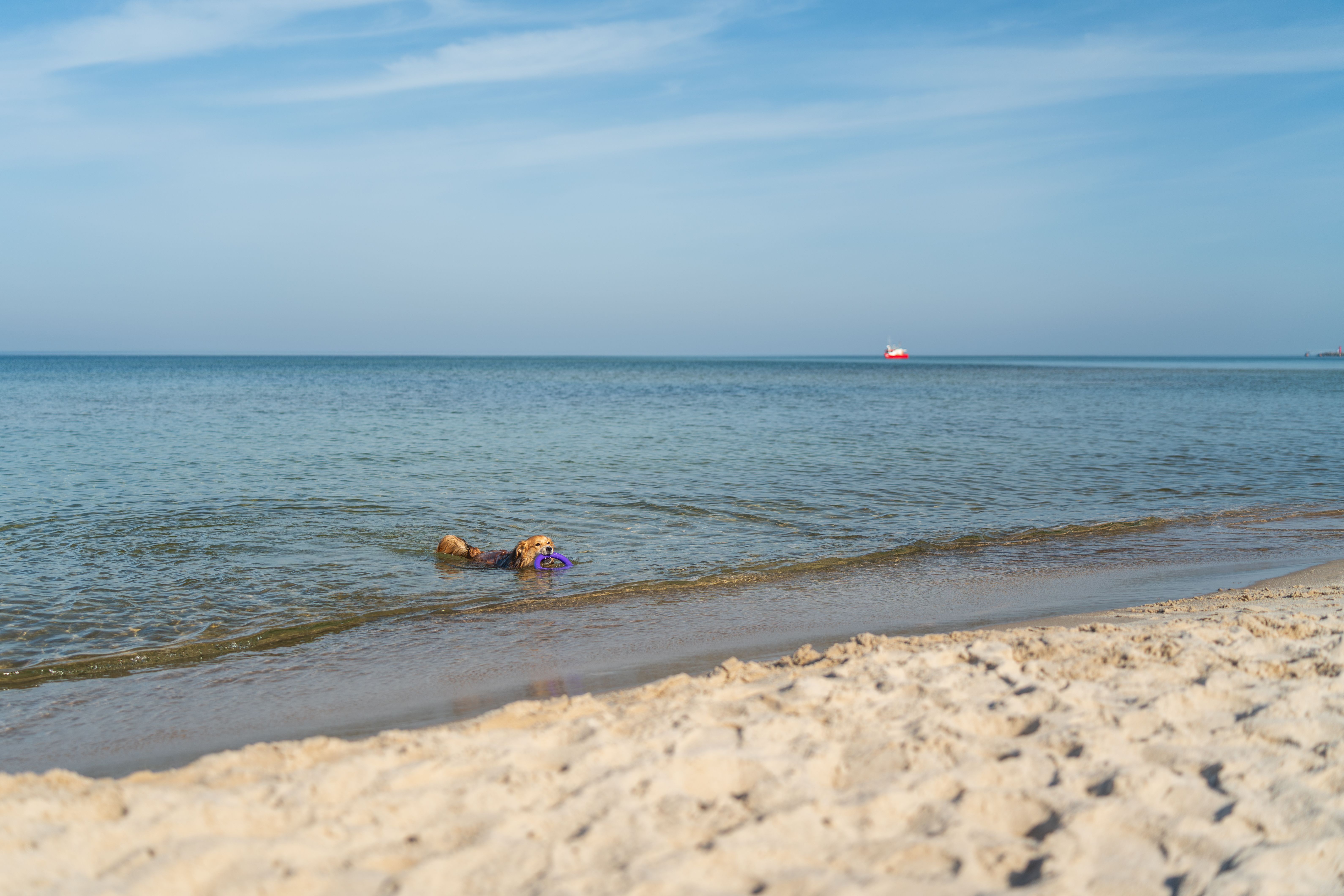 Golden retriever enjoying a swim on a sunny day at Kołobrzeg beach in Poland's Baltic coast. — Trójmiasto