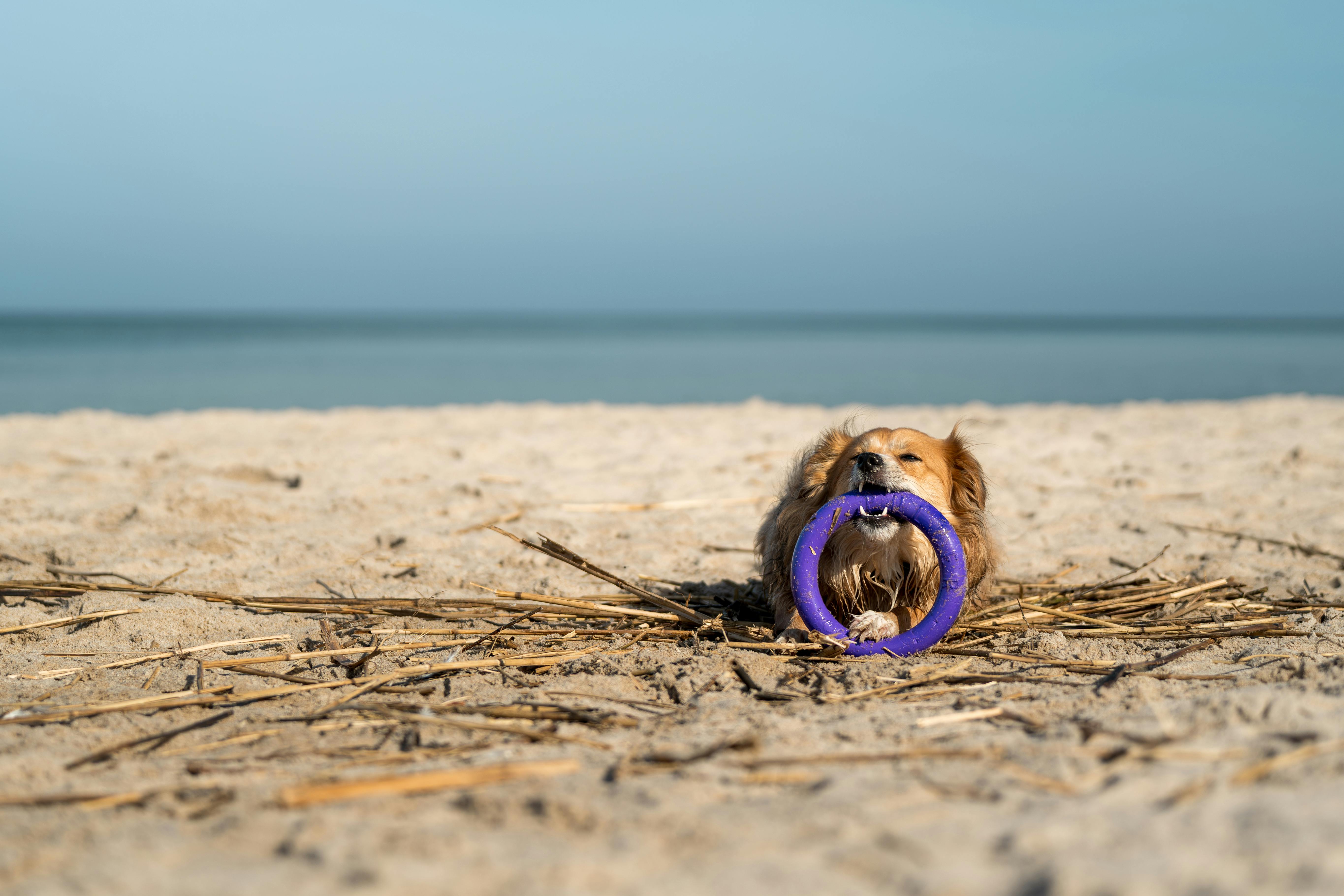 pet technology pet refine technology — Photo by Michał Robak on Pexels