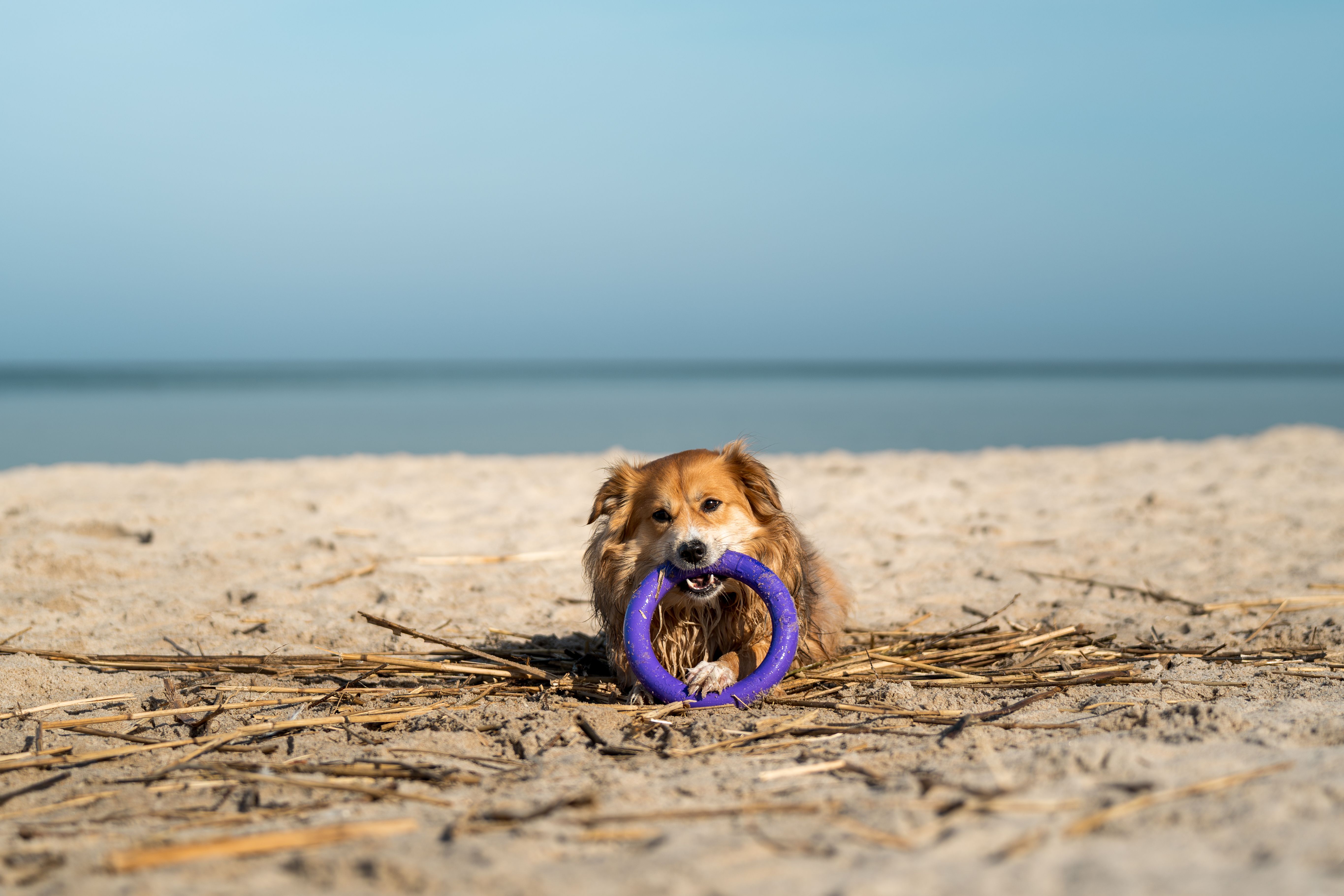 Hooray House Pets Launches Summer 2026 Pet Lifestyle Collection Exclusively at Target — Photo by Michał Robak on Pexels