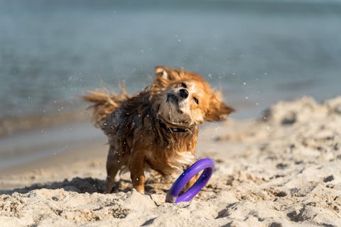 Summer Pet Care in Guwahati: How to Protect Your Dog from Heatstroke (2026 Guide)