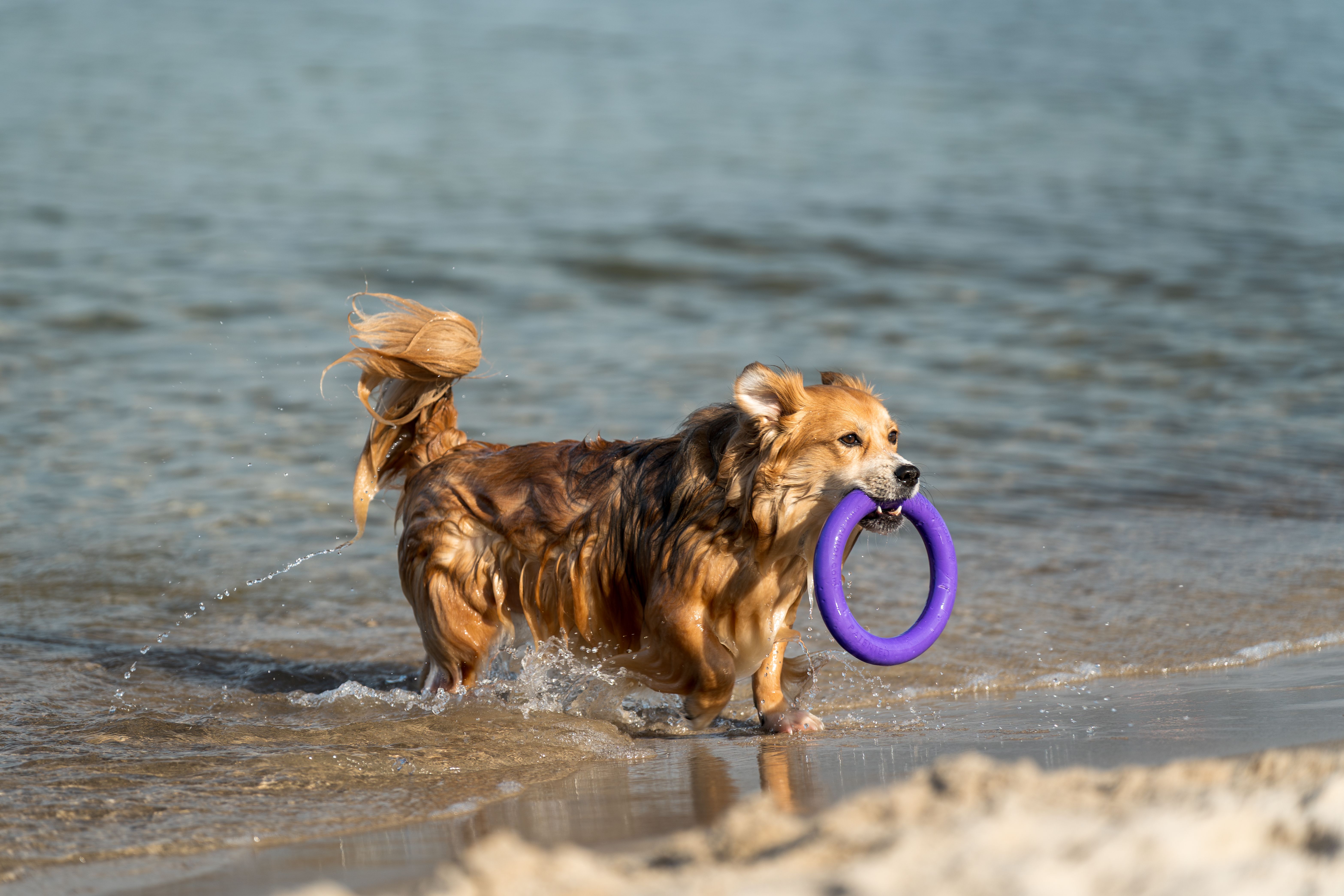 A dog enjoys playing with a purple ring toy on the scenic beach of Kołobrzeg, Poland.