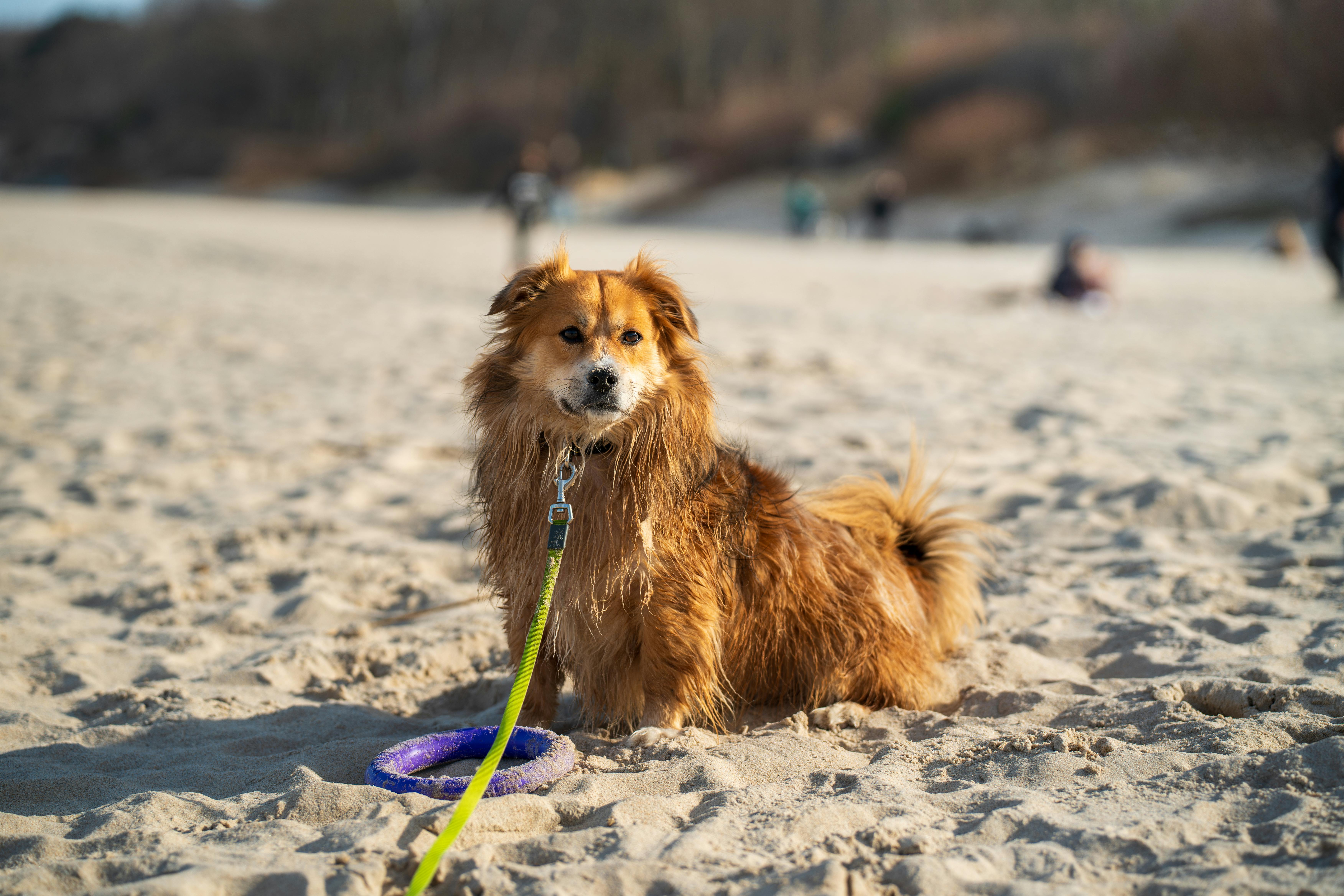 Charming fluffy dog sitting on Kołobrzeg sandy beach, enjoying a sunny day in summer.