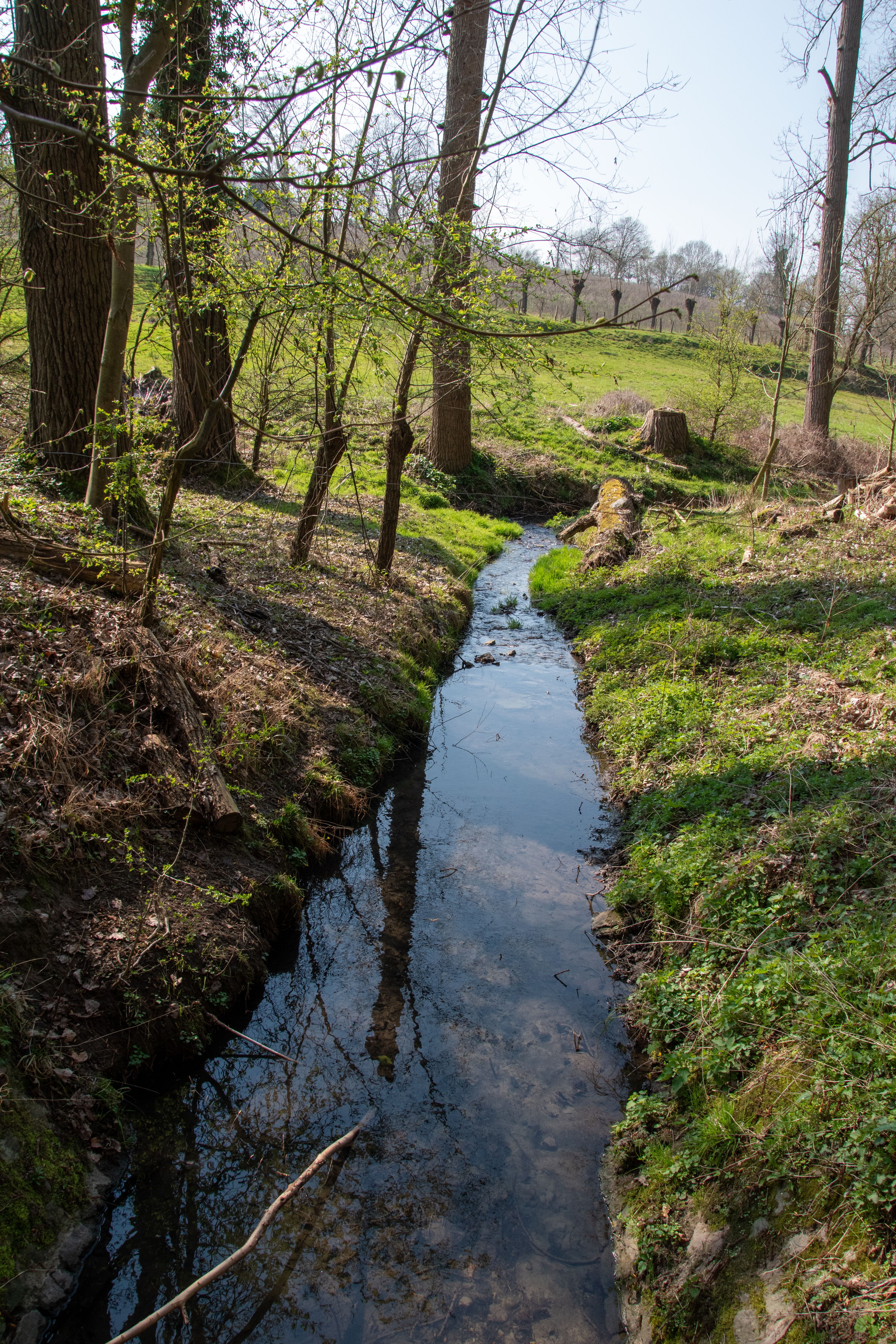 Serene Woodland Stream in Early Spring · Free Stock Photo