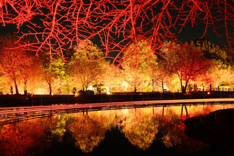 夜間點燈的楓葉與池面倒影