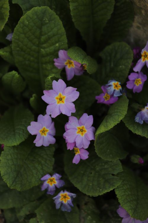 Free A beautiful close-up of purple primrose flowers with green leaves, capturing the essence of spring in nature. Stock Photo