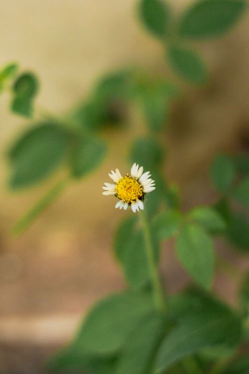 Free Detailed close-up of a small white wildflower bloom against a blurred natural background. Stock Photo