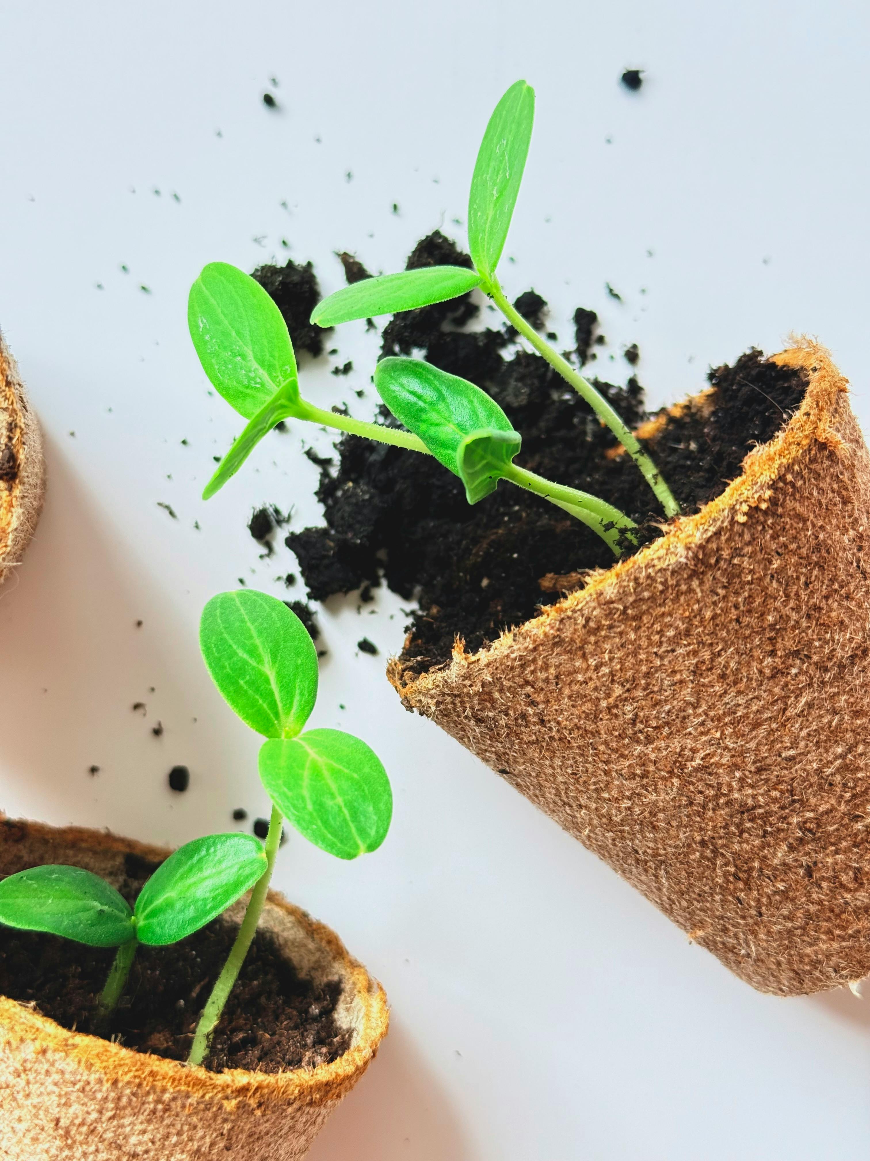 Why Commercial Interest in Biodegradable Materials Research is Surging