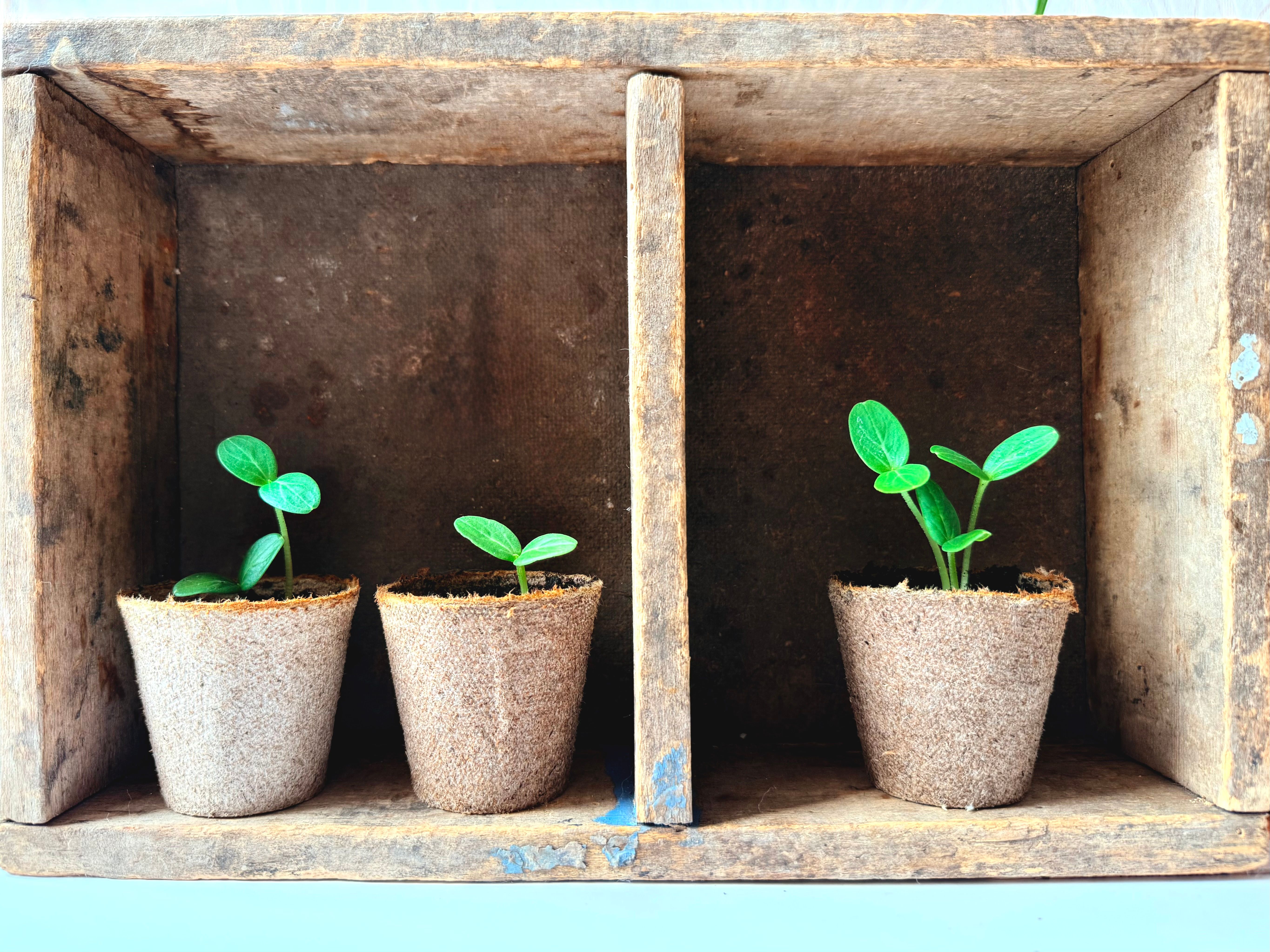 Three young seedlings growing in biodegradable pots inside a rustic wooden box.