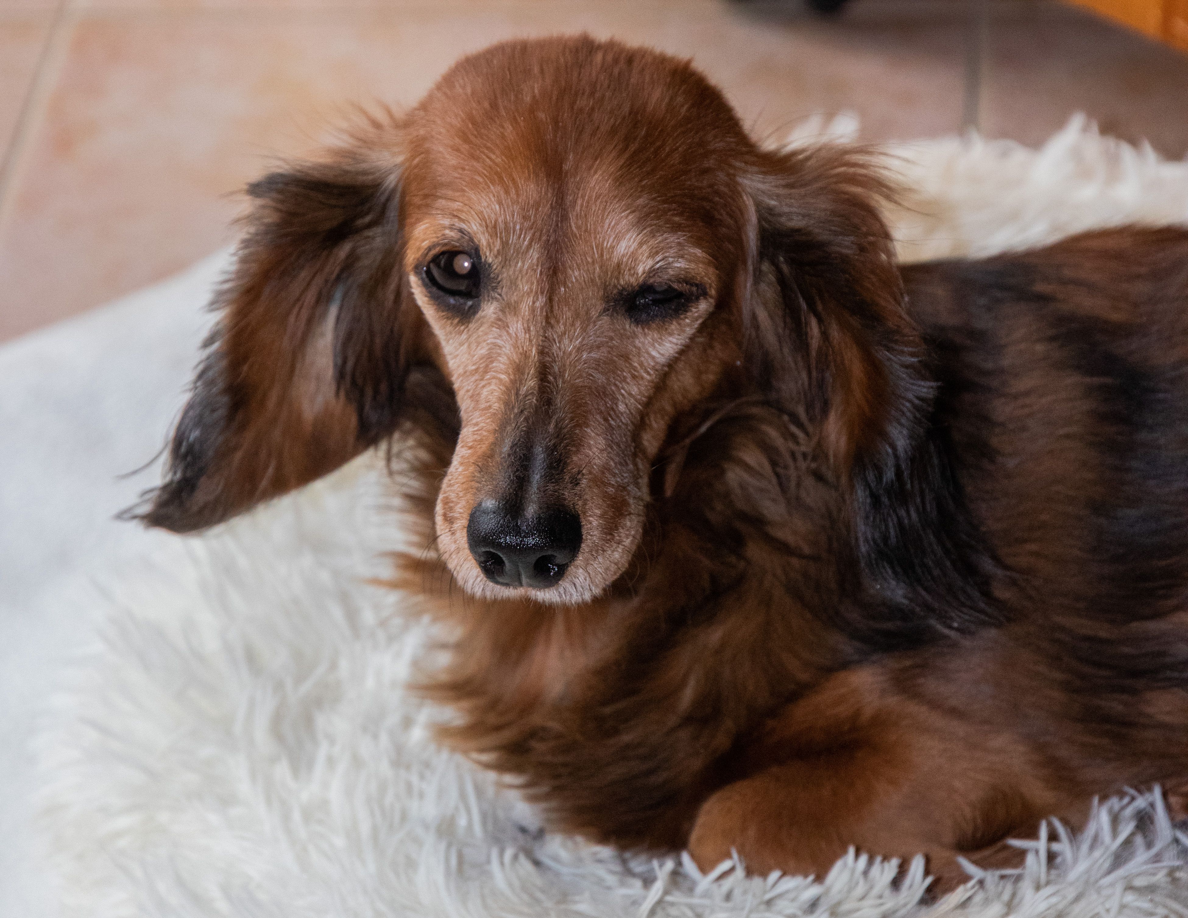 Hund liegt entspannt auf einem Teppich