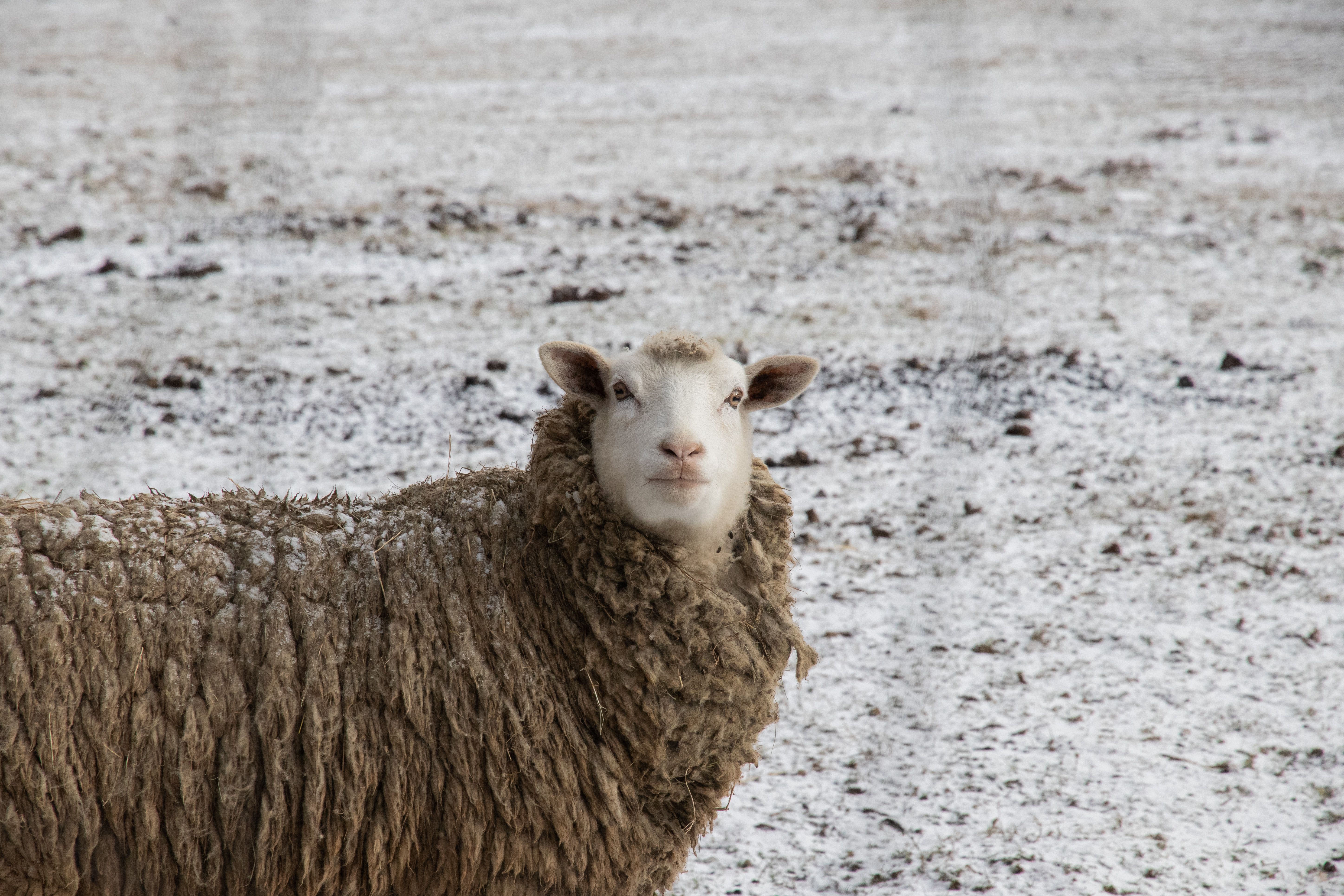Veterinarian examining a sheep during a checkup