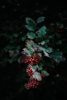 Close-up of red berries on a leafy branch with a dark, moody background.