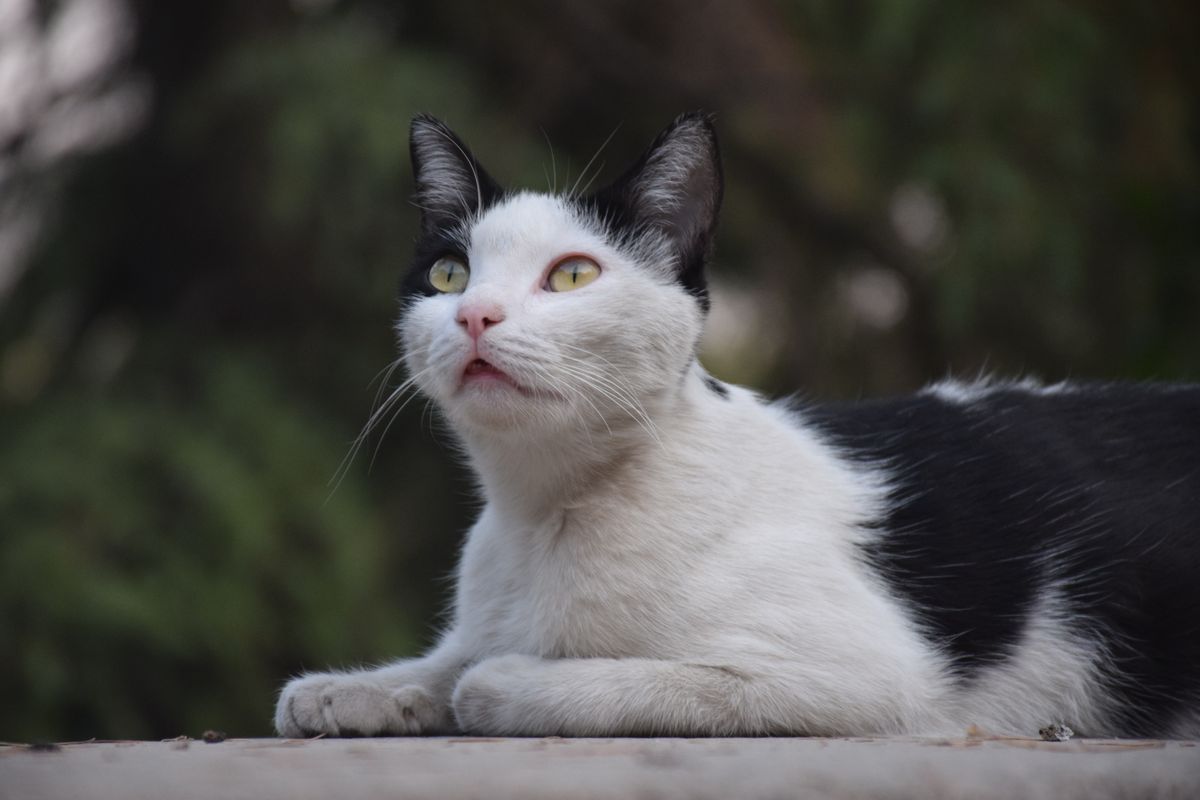 Black and White Cat on Outdoor Pathway · Free Stock Photo