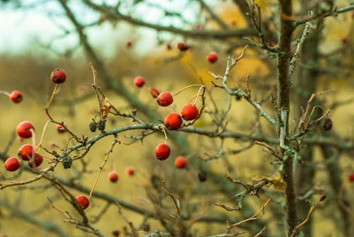 Red Fruits on Tree